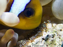 Red Sea Anemonefish caring for his breed, Abu Ramada, Hur... by Tobias Reitmayr 